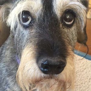 Meet your Posher, Sylvie